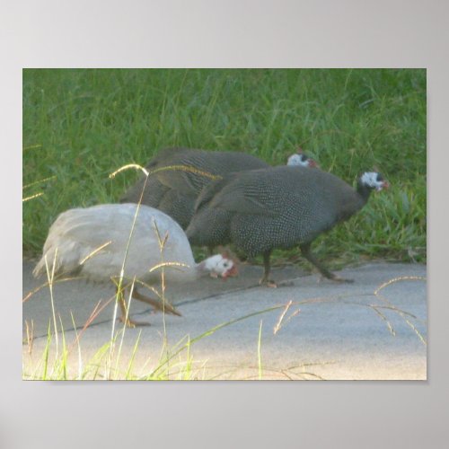 Guinea Fowl Poster
