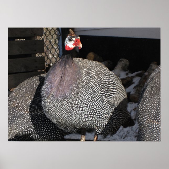 Guinea Fowl Poster (Front)