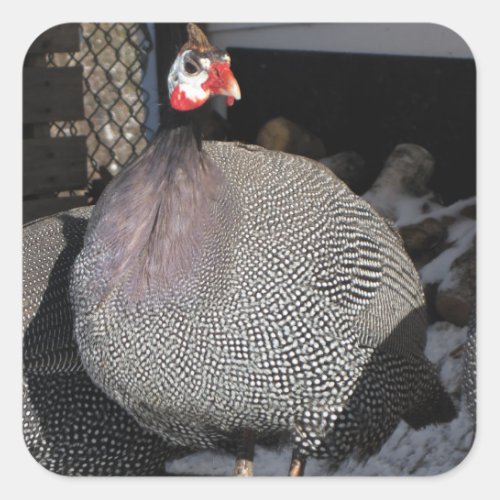 Guinea Fowl Square Sticker