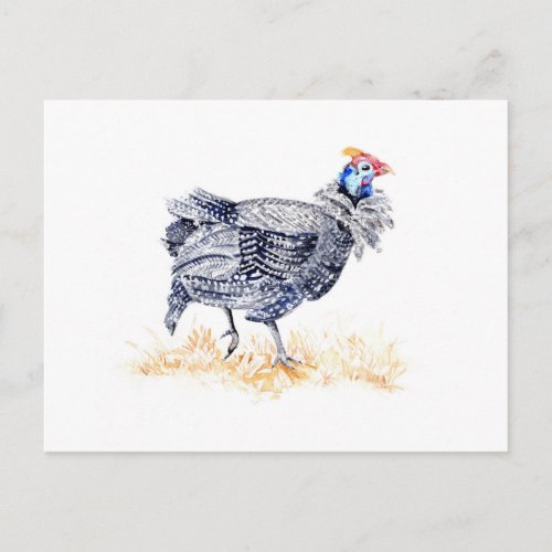 Guinea hen postcard