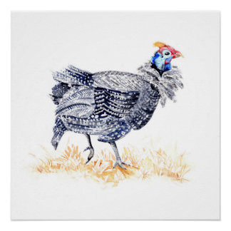 Guinea hen poster