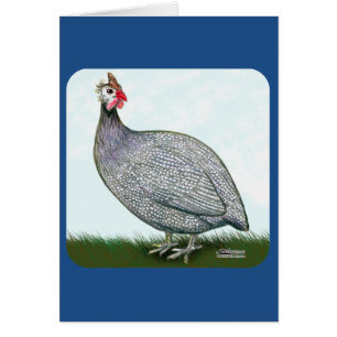 Guinea Lavender On Watch