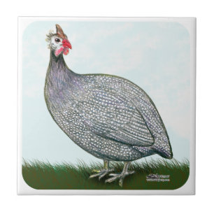 Guinea Lavender On Watch Tile