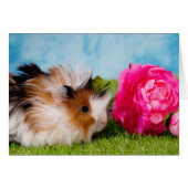 guinea pig (Front Horizontal)