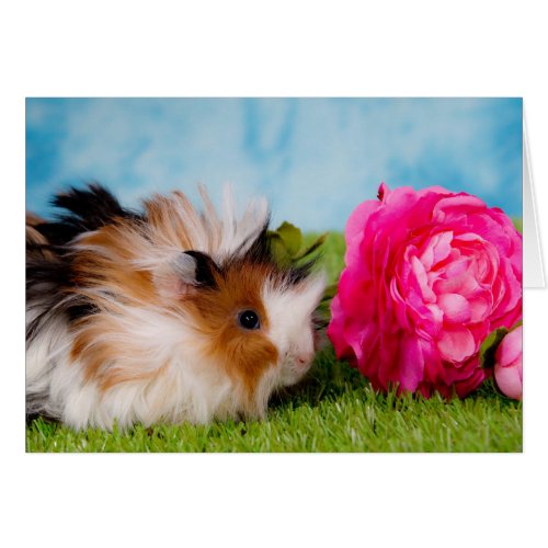 guinea pig