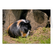 Guinea pig (Front Horizontal)