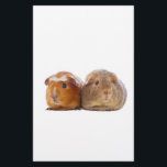 Guinea Pig<br><div class="desc">Two guinea pigs over white background</div>