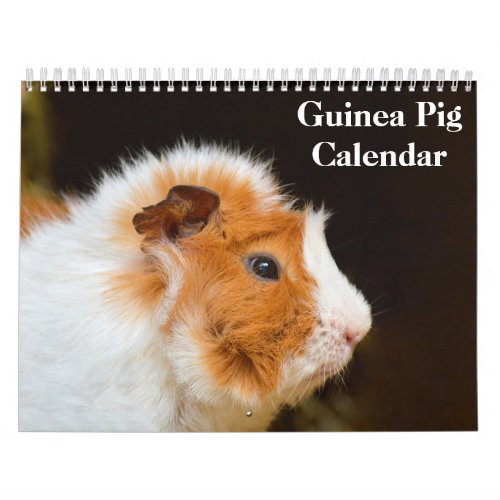 Guinea Pig 2024 Calendar