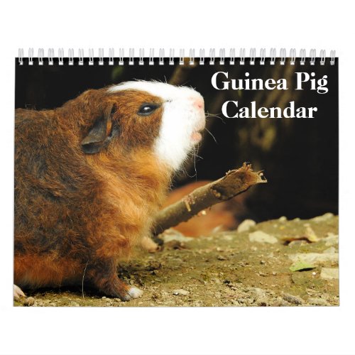 Guinea Pig 2024 Calendar