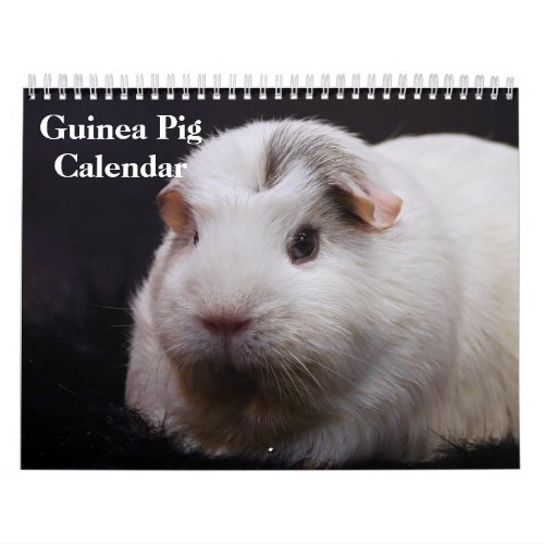 Guinea Pig 2027 Calendar
