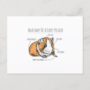Guinea pig anatomy postcard