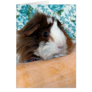 Guinea Pig and Butternut Squash Cards