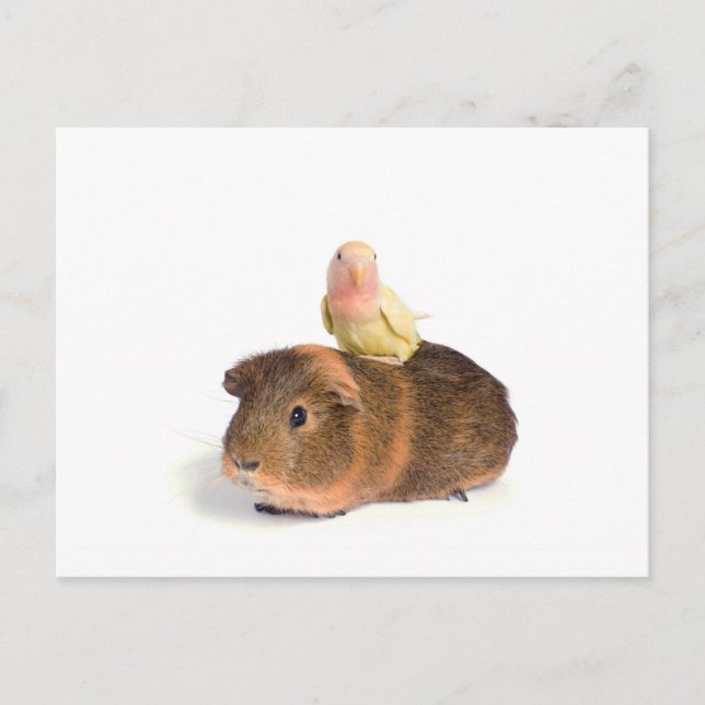 guinea pig and yellow bird postcard (Front)