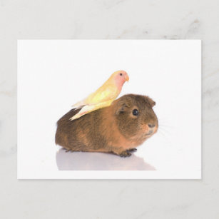 guinea pig and yellow bird postcard