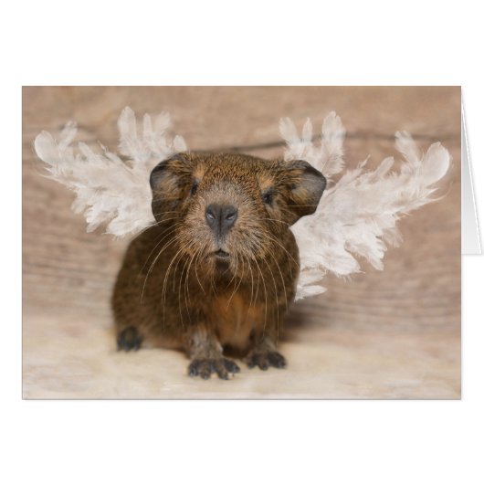 Guinea Pig Angel Cards (Front Horizontal)