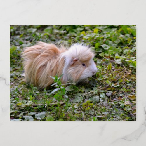 Guinea pig animal on grass foil holiday postcard