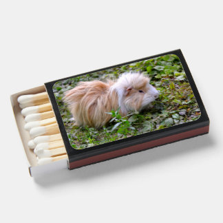 Guinea pig animal on grass matchboxes