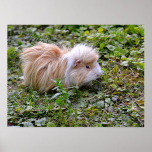 Guinea pig animal on grass poster