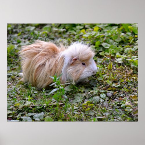 Guinea pig animal on grass  poster