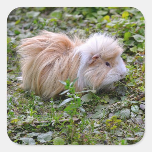 Guinea pig animal on grass  square sticker