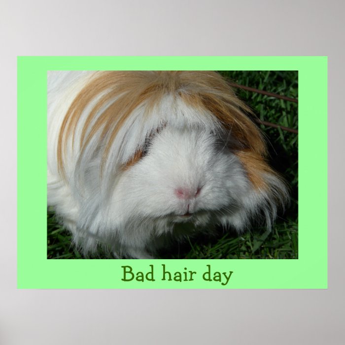 guinea pig, Bad hair day Print