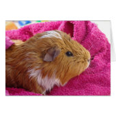 Guinea Pig bath Card (Front Horizontal)