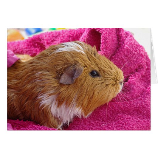 Guinea Pig bath Card (Front Horizontal)