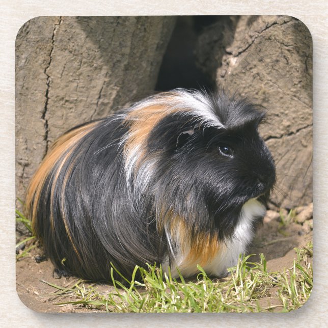 Guinea pig beverage coaster (Front)