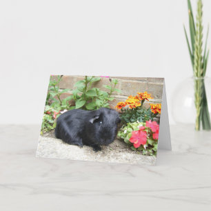 Guinea Pig Birthday Card