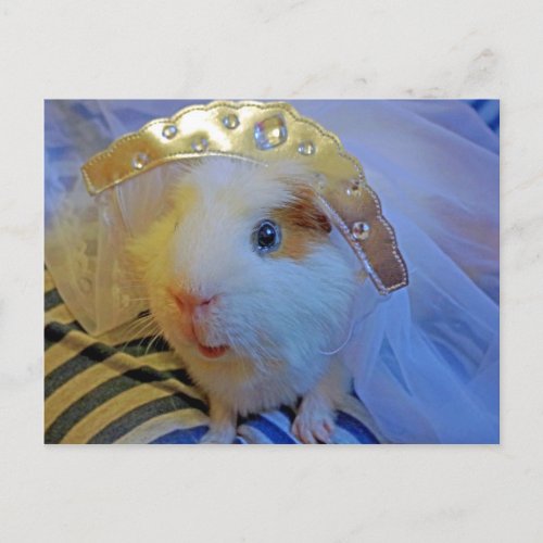 guinea pig bride postcard