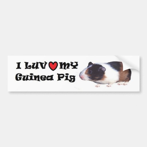 Guinea Pig Bumper Sticker | Zazzle