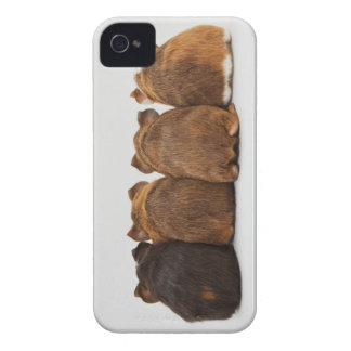 Guinea Pig Butts Iphone4 case