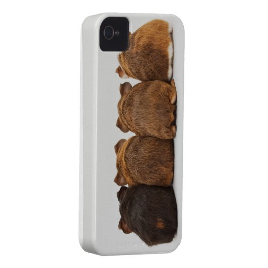 Guinea Pig Butts Iphone4 case (Back/Right)