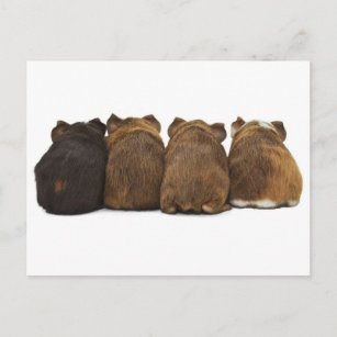 Guinea Pig Butts Postcard