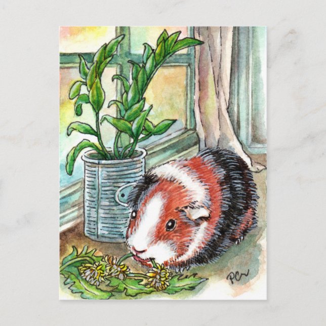 Guinea Pig by the Window Postcard (Front)