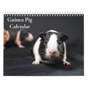Guinea Pig Calendar 2027