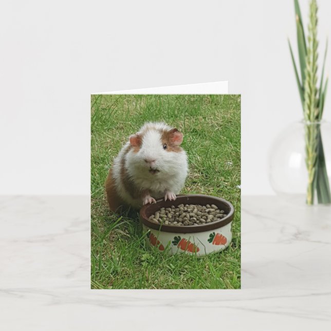 Guinea Pig Card (Front)