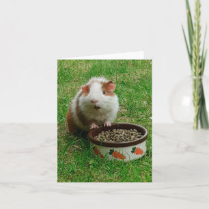 Guinea Pig Card