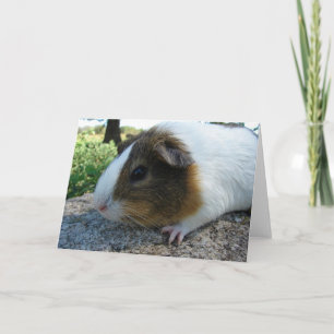 Guinea Pig Card