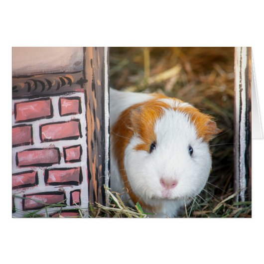 Guinea pig cards (Front Horizontal)