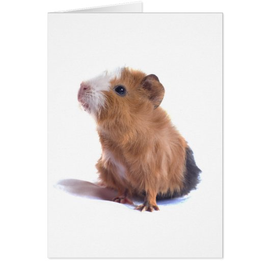 guinea pig cards (Front)