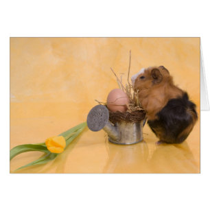 guinea pig cards