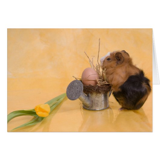 guinea pig cards (Front Horizontal)