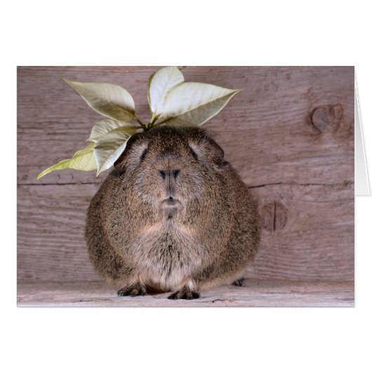 Guinea pig cards (Front Horizontal)