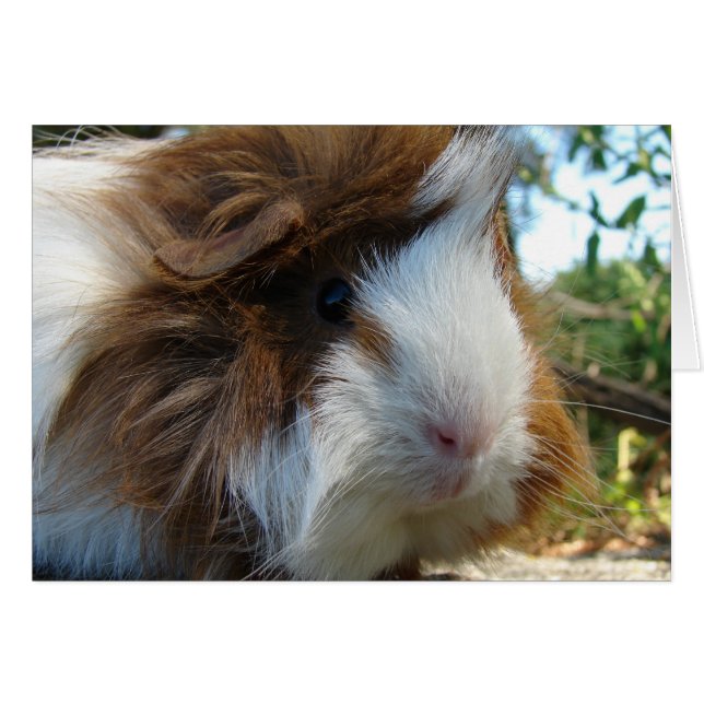 Guinea Pig Cards (Front Horizontal)