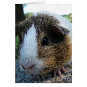 Guinea Pig Cards