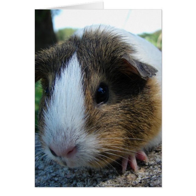Guinea Pig Cards (Front)