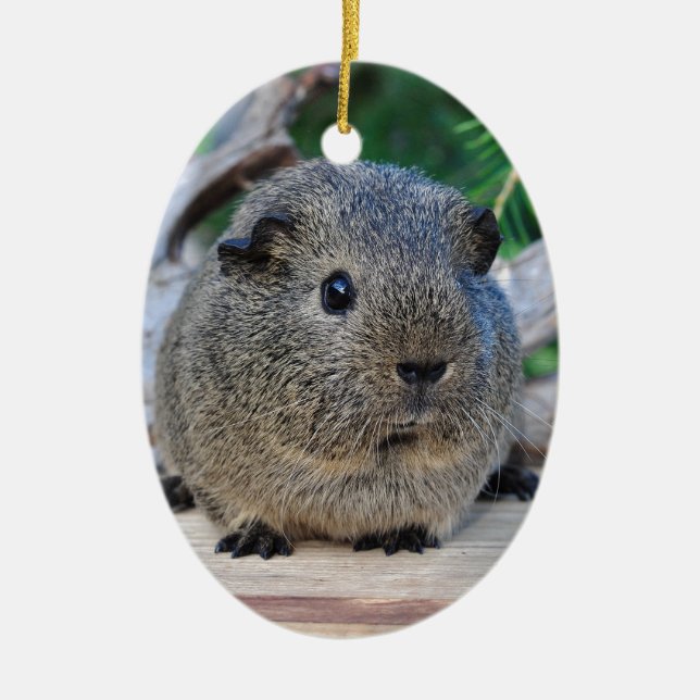 Guinea Pig Ceramic Ornament (Front)