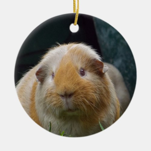 Guinea pig ceramic ornament