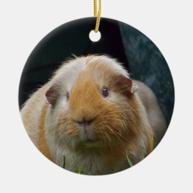 Guinea pig ceramic ornament (Front)